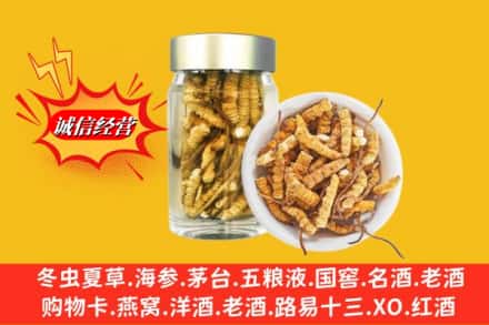 海南文昌市名酒回收散虫草.jpg